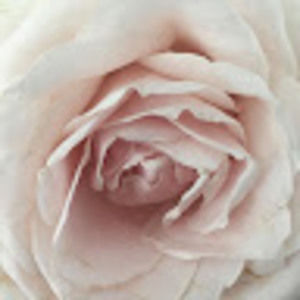 Meet your Posher, Hensley